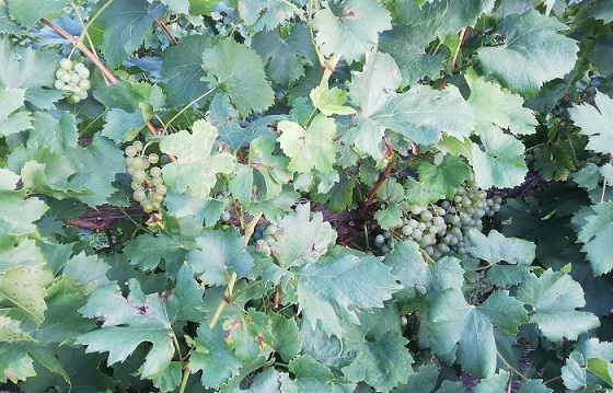 Koch Happy grapes resize